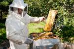 Récolte du miel 2011