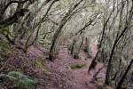 Descente de Alto de Garajonay au camping de El Cedro