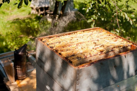 Récolte du miel 2011