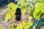 Spider (« good with liquor »).