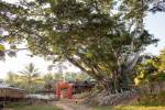 Un banyan tree.